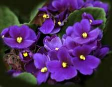African Violet African Violet