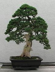 Dwarf Japanese Juniper Bonsai