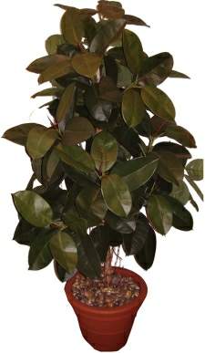 India Rubber Plant India Rubber Plant