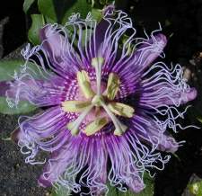 Purple Passion Vine Fower Purple Passion Vine Fower