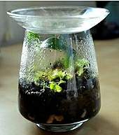 Terrarium Terrarium