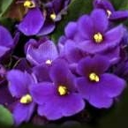 african-violet145 african-violet145
