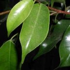 indian-rubber-plant indian-rubber-plant