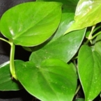 philodendron145 philodendron145