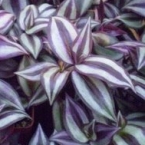 wandering-jew145