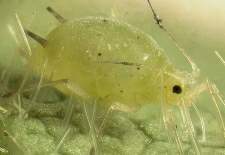 Aphid A Major Plant Pest