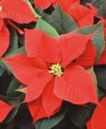 Poinsettias Are Poisonous Poinsettias Are Poisonous