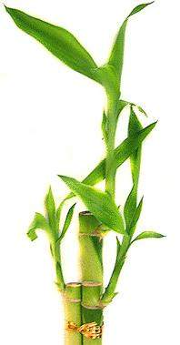 Lucky Bamboo Lucky Bamboo