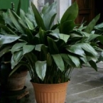 cast-iron-plant145