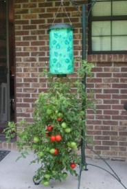 Upside Down Tomatoes on the Patio Upside Down Tomatoes on the Patio