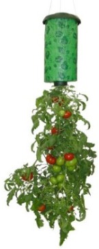 Upside Down Tomatoes Upside Down Tomatoes