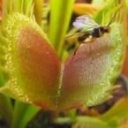 venus-fly-trap145