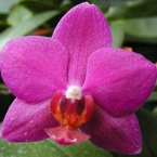 orchid145