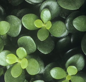 Jade
